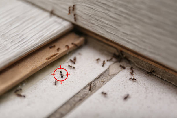 Trusted Dunes City, OR Pest Control Experts