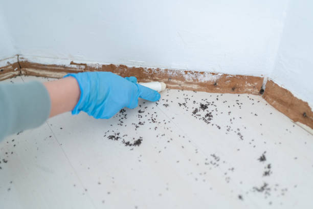 Best Affordable Pest Control Services  in Dunes City, OR